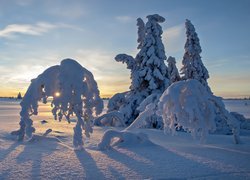 Rezerwat przyrody Blaikfjäll w Laponii zimą