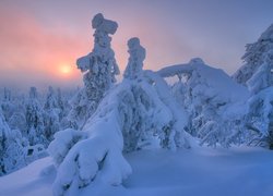 Zima, Drzewa, Mgła, Wschód słońca, Wzgórze, Rezerwat Valtavaara, Laponia, Finlandia