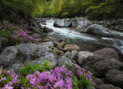 Rododendrony na skałach przy leśnym potoku