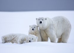 Rodzina białych niedźwiedzi wyszła na zimowy spacer