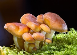 Rodzinka grzybów w mchu