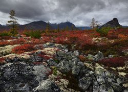 Roślinność na tle gór kołymskich jesienią