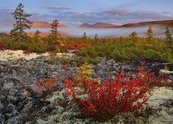 Rośliny na tle zamglonych gór Kołymskich w Rosji