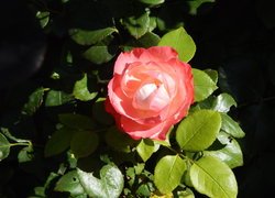 Róża aquarell wielkokwiatowa