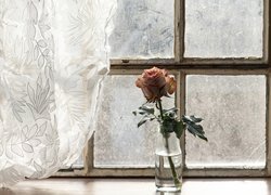 Róża na parapecie przy oknie