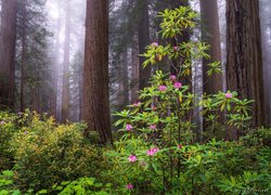 Stany Zjednoczone, Kalifornia, Park Narodowy Redwood, Drzewa, Sekwoje, Różanecznik, Krzewy, Mgła