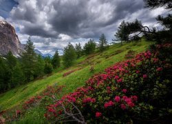 Góry, Dolomity, Drzewa, Różanecznik, Ciemne, Chmury, Przełęcz Falzarego Pass, Wzgórze, Prowincja Belluno, Włochy