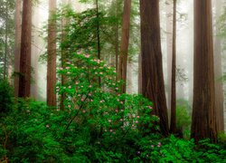 Stany Zjednoczone, Kalifornia, Park Narodowy Redwood, Drzewa, Krzewy, Różanecznik, Kwiaty, Mgła