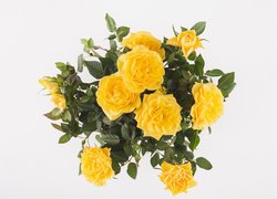 Róże żółte w bukiecie