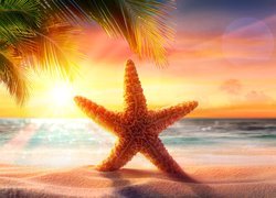 Rozgwiazda na piasku pod palmą w promieniach słońca