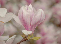Rozkwitająca bladoróżowa magnolia