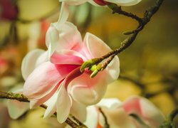 Gałązka, Kwitnący, Kwiat, Magnolia