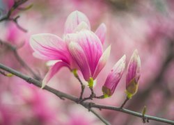 Rozkwitające pąki magnolii