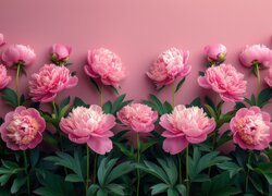 Rozkwitające różowe piwonie na różowym tle
