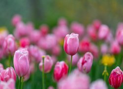 Kwiaty, Tulipany, Pąki, Różowe