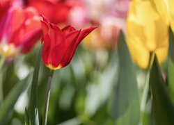 Rozkwitający czerwony tulipan