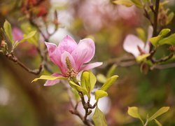 Różowa, Magnolia, Kwiaty, Gałązki
