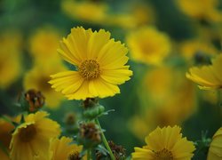 Rozkwitnięte kwiaty żółtego nachyłka