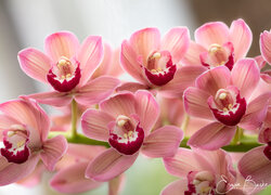 Rozkwitnięte różowe orchidee