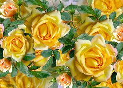 Rozkwitnięte żółte róże