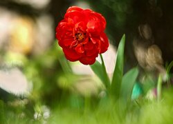 Kwiat, Tulipan, Czerwony, Trawa, Rozmycie