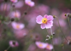 Zawilec japoński, Różowy, Rozkwitnięty, Kwiat