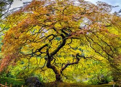 Drzewo, Klon palmowy, Ogród japoński, Stan Oregon, Stany Zjednoczone
