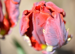 Rozmyte tulipany