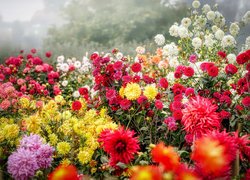 Kolorowe, Kwiaty, Dalie, Ogród