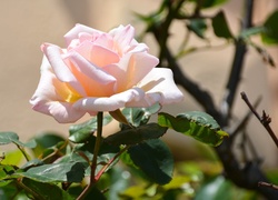 Różowa róża na krzaku