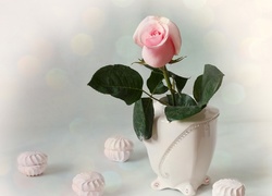 Różowa róża w wazoniku i rozsypane bezy