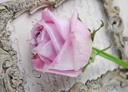 Różowa róża z łodyżką