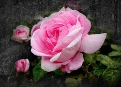 Różowa róża z pąkami za mokrą szybą