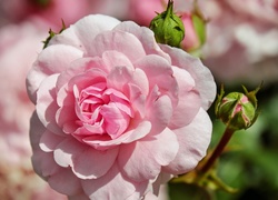 Różowa rozwinięta róża z pąkami
