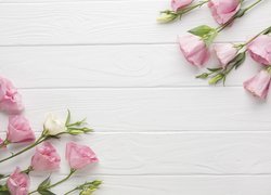 Różowe eustomy na białych deskach
