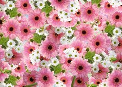 Różowe gerbery i białe margerytki w teksturze