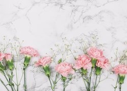 Różowe goździki na marmurkowym tle