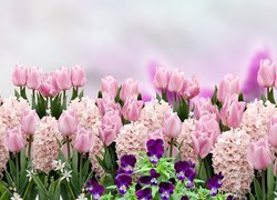Kwiaty, Różowe, Hiacynty, Tulipany, Bratki