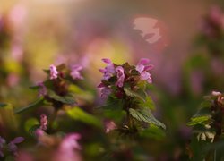 Różowe jasnoty purpurowe z liśćmi