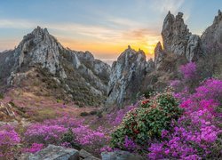Korea Południowa, Góry Jujaksan, Skały, Kwiaty