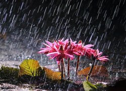 Różowe, Lilie wodne, Deszcz, Liście