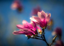 Magnolia, Kwiaty