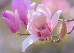 Gałązka, Bladoróżowe, Kwiaty, Pąki, Magnolia