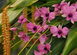 Kwiaty, Orchidee, Storczyki, Liście