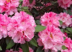 Różowe rododendrony