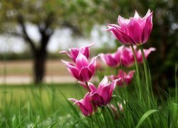 Różowe rozkwitnięte tulipany