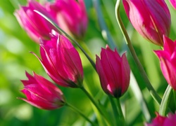 Różowe tulipany w wiosennym słońcu