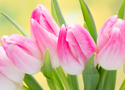 Różowe tulipany z łodyżkami