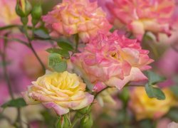 Różowo-żółte róże na krzaku