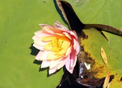 Różowy kwiat lotosu kołyszący się na wodzie